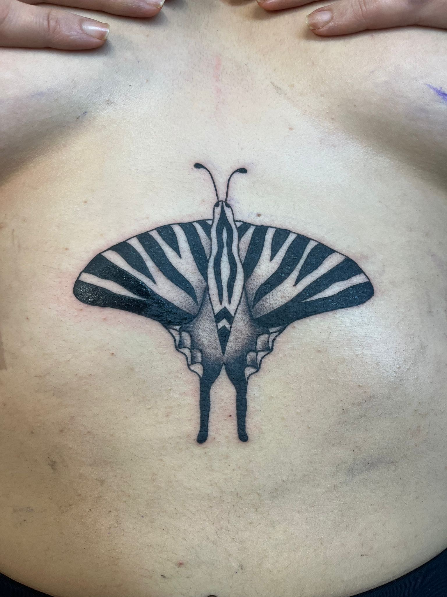 mariposa