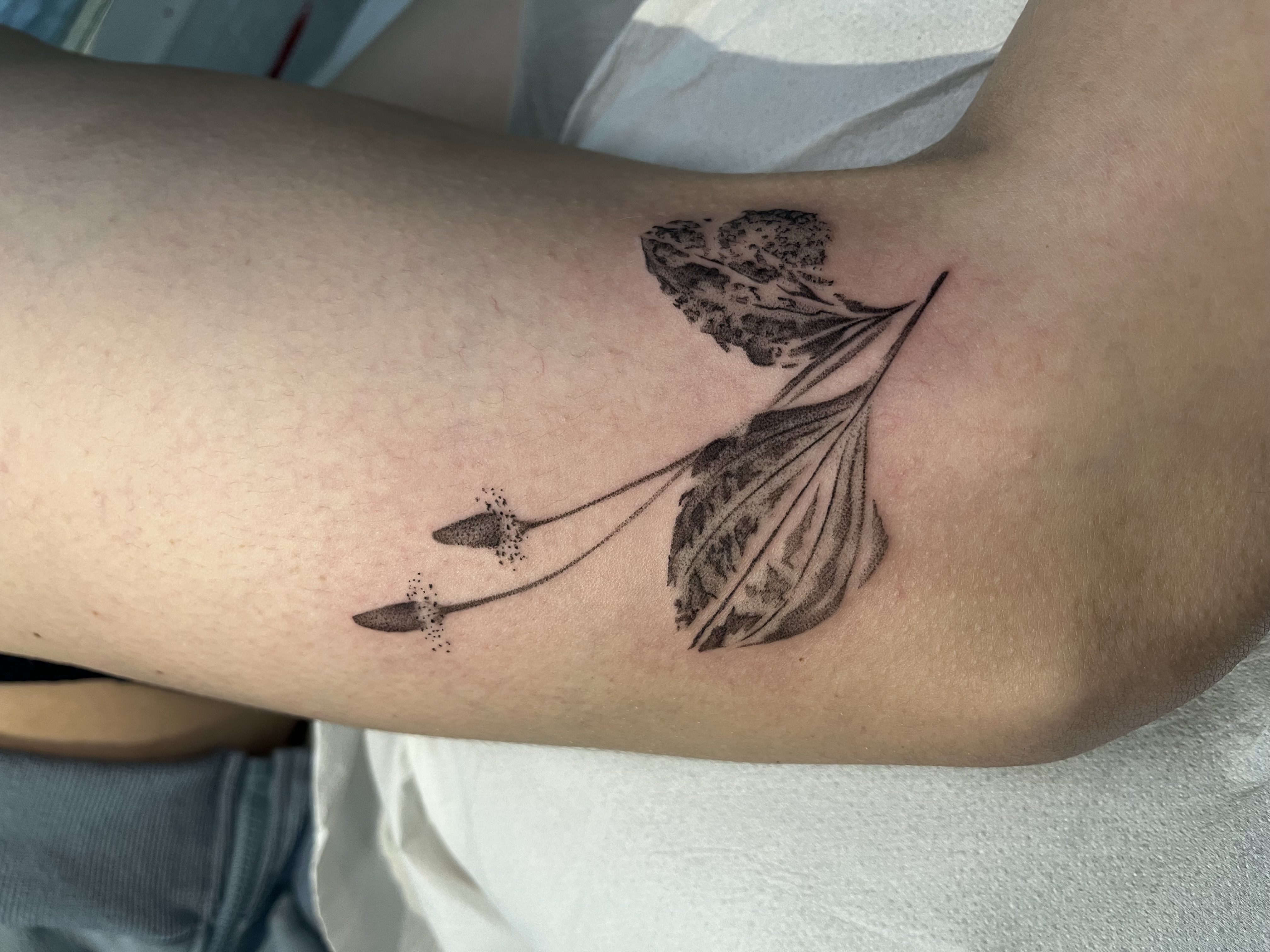 realismo abstract botanico